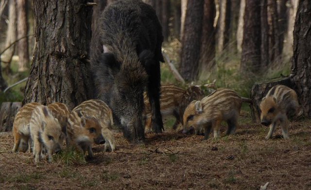 wildezwijnenhogeveluwe15052016_5