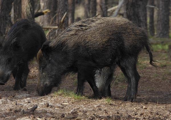 wildezwijnenhogeveluwe15052016_6