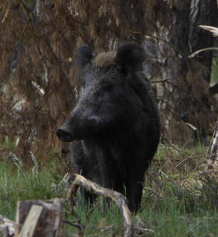 wildzwijnhogeveluwe21052016_1