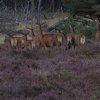 edelhertenhogeveluwe18092016_1