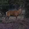 edelhertenhogeveluwe18092016_2