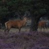 edelhertenhogeveluwe18092016_3