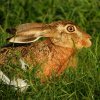 haaspolderlangerak29072019_1