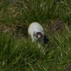 hermelijnuitkerkebelgie05032016