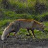 voshogeveluwe14052016_1