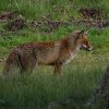 voshogeveluwe14052016_2