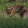 voshogeveluwe14052016_3