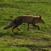 voshogeveluwe14052016_4