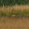 voslekuiterwaardvianen16072015