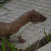 wezelzouweboezemgebied07052015