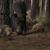 wildezwijnenhogeveluwe15052016_1