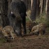 wildezwijnenhogeveluwe15052016_5