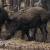 wildezwijnenhogeveluwe15052016_6