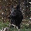 wildzwijnhogeveluwe21052016_1