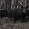 wildzwijnhogeveluwe21052016_2