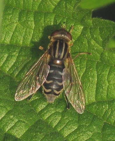 bokserwaterzweefvlieg_vrouw_lingebos_30042009
