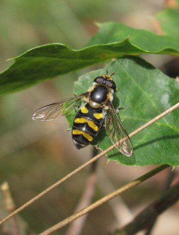 dennendidea_vrouw_natuurlijk_utrecht_01092011