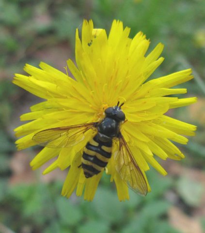 donkergele_bandzweefvlieg_vrouw_op_gewoon_biggenkruid_natuurlijk_utrecht_19092011