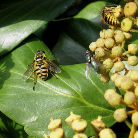 doodskopzweefvlieg_vrouw_op_klimop_meerkerk_03102008_1