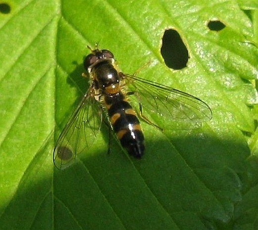 driehoekselfje_vrouw_lingebos_18042009