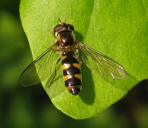 driehoekselfje_vrouw_lingebos_30042009