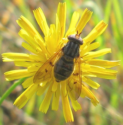 gewone_kopermantel_vrouw_op_gewoon_biggenkruid_natuurlijk_brabant_25092011