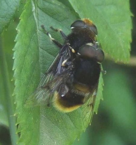 hommelbijvlieg_paring_varsseveld_leerdam_06062008
