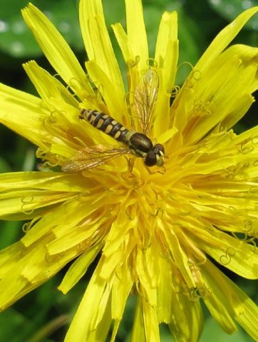 kleine_gevlekte_langlijf_vrouw_op_paardenbloem_zouweboezemgebied_18072011