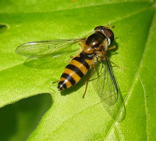 spits_elfje_vrouw_de_avelingen_21042009