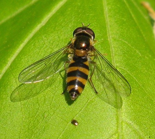 spits_elfje_vrouw_lingebos_18042009