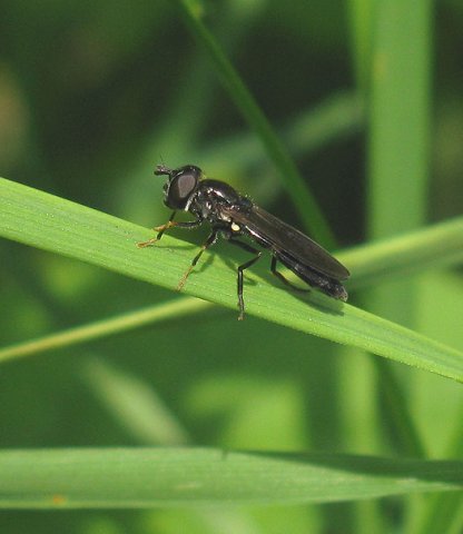vlinderstrikje_vrouw_bolgerijen_vianen_27072011