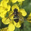 geelbandwimperzweefvlieg_vrouw_op_herik_lingebos_06052008