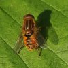 gewone_fluweelzweefvlieg_man_de_avelingen_07052008