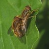 gewone_fluweelzweefvlieg_paring_viaane_bos_21052008