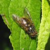 gewone_kopermantel_man_zouweboezemgebied_22042009