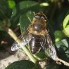 kegelbijvlieg_vrouw_op_maagdenpalm_meerkerk_27022008
