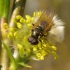 kervelgitje_man_op_wilgenbloesem_vianen_31032009