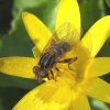 snuitwaterzweefvlieg_man_op_speenkruid_zouweboezemgebied_21042008