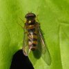 spits_elfje_man_lingebos_18042009
