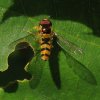 spits_elfje_man_utrechtse_heuvelrug_06062009