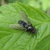 vetplantgitje_man_viaanse_bos_25042008