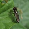 vlinderstrikje_man_zouweboezemgebied_23082007