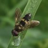 vlinderstrikje_man_zouweboezemgebied_27052008