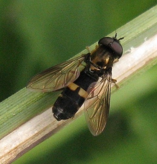 vlinderstrikjemanzouweboezemgebied 08052009 2