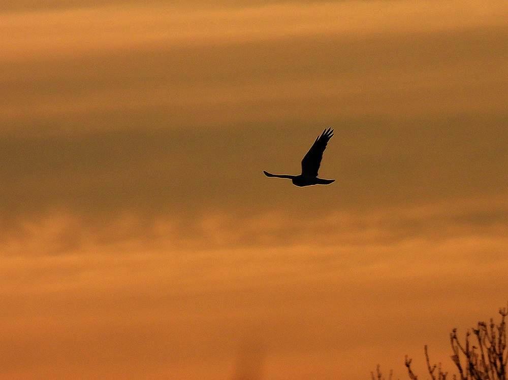 blauwekiekendiefmanzonsondergangzouweboezemgebied19122025 2