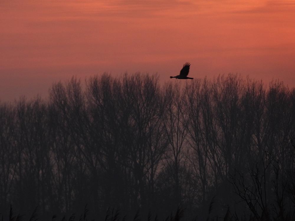 bruinekiekendiefvrouwinavondroodzouweboezemgebied22122025