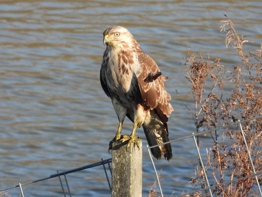 buizerdlingespijk18012026 1