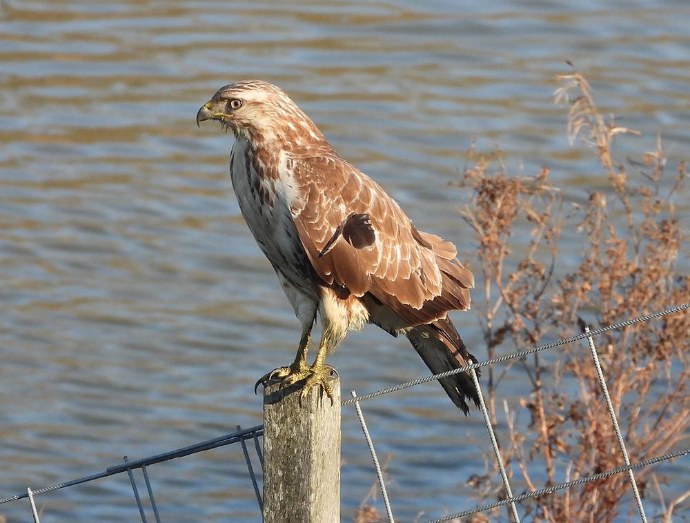 buizerdlingespijk18012026 2