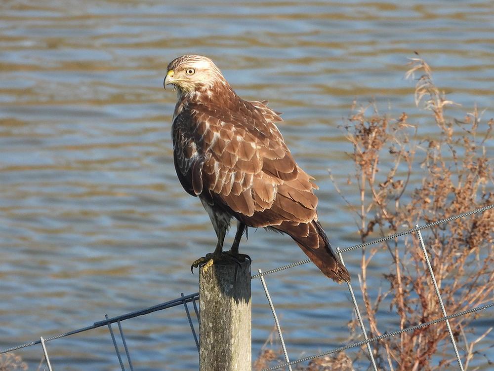 buizerdlingespijk18012026 4