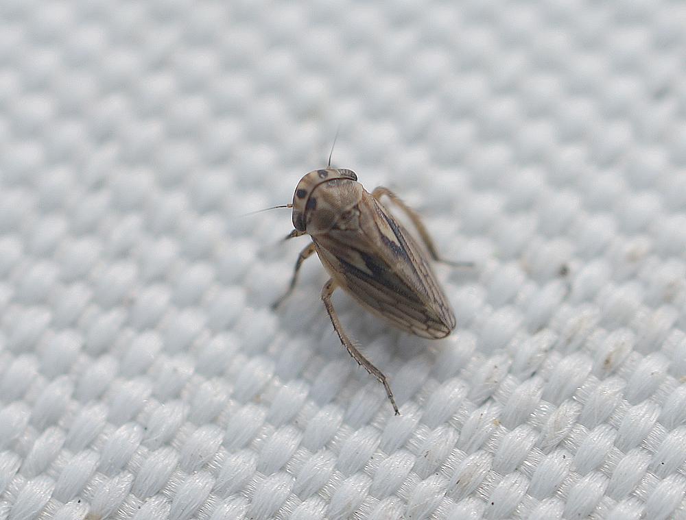 agallia consobrina zouweboezemgebied06092026 2